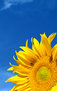Spring into Summer with REAL deals from PG Music